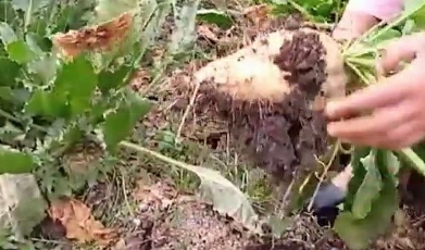 حصاد 40 ألف فدان من العروة الأولى لمحصول البنجر بالشرقية