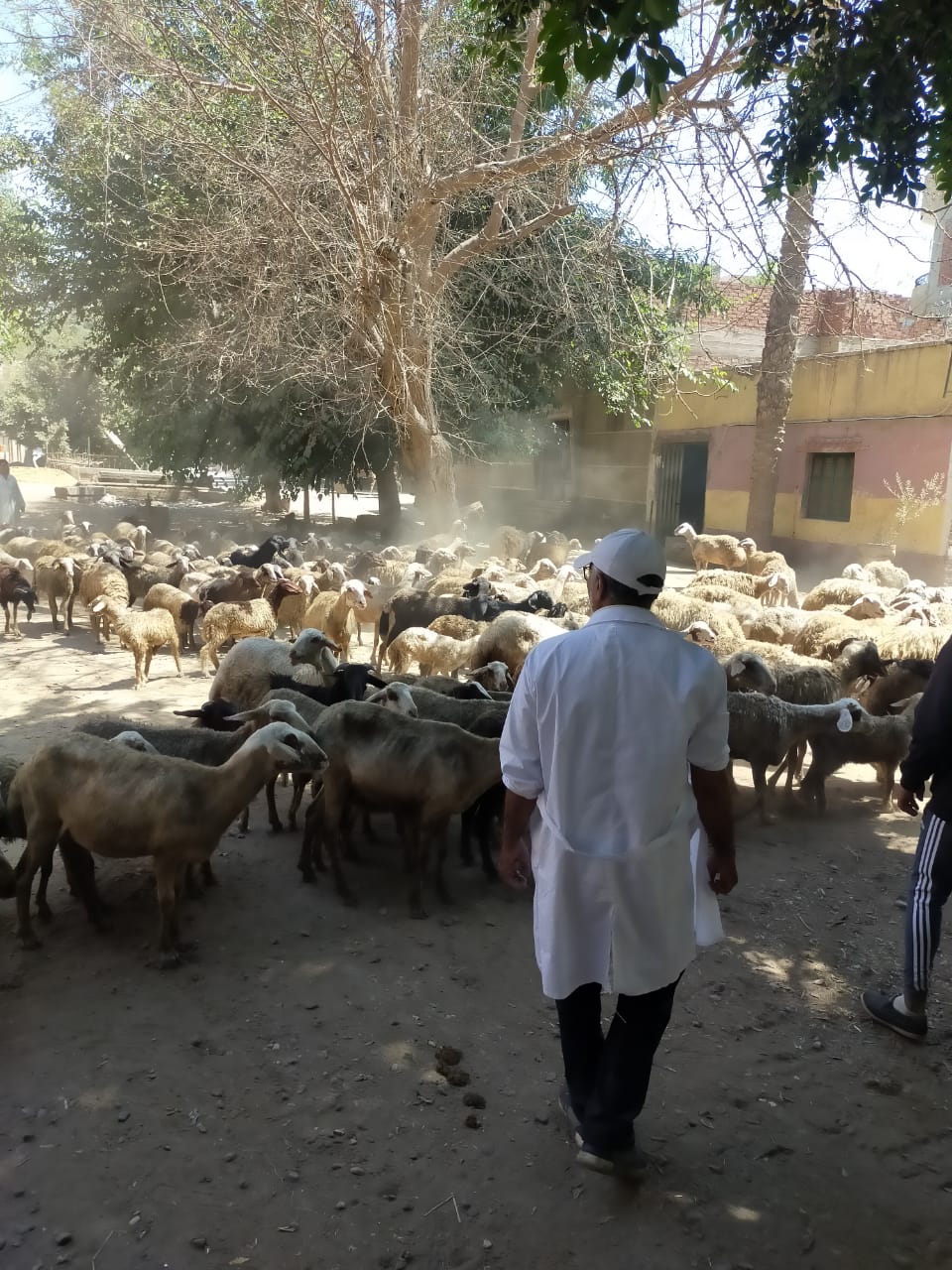 "الزراعة": اطلاق ١١٠ قافلة بيطرية مجانية خلال ٥ أشهر على مستوى المحافظات لعلاج اكثر من ٨٥ الف رأس ماشية و ٣٢ الف طائر
