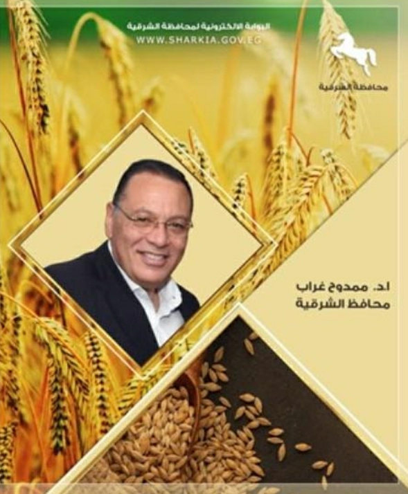 صوامع وشون الشرقية تستقبل (464) طن من سنابل الخير