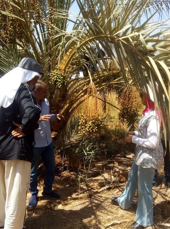 الزراعة: معمل النخيل ينظم عدة مدارس حقلية في محافظات الوادي الجديد وأسوان والشرقية والمنيا