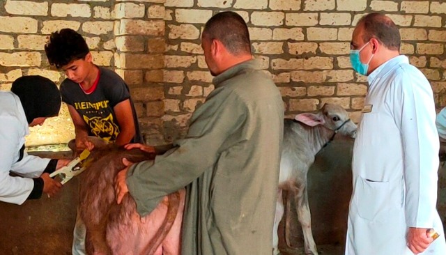 خلال الأسبوعين الأول والثاني من الحملة القومية للتحصين ... بيطري الشرقية يُحصن 82 ألف و 114 رأس ماشية للوقاية من مرض الحمى القلاعية و الوادي المتصدع ويرقم ويسجل 5058 رأس ماشية