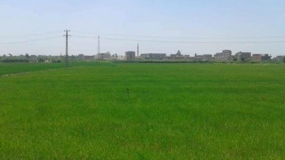 زراعة الشرقية تُنفذ يوم حصاد لحقل إرشادي مزروع بمحصول الأرز بقرية السُدس بمركز الإبراهيمية