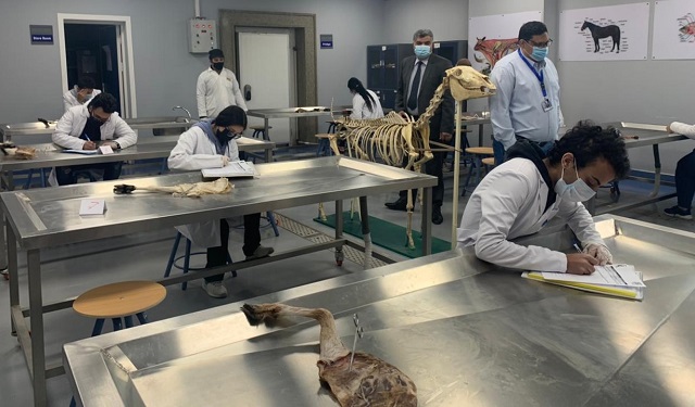 كلية الطب البيطرى بجامعة بدر توضح الشروط الواجب توافرها فى أضحية العيد