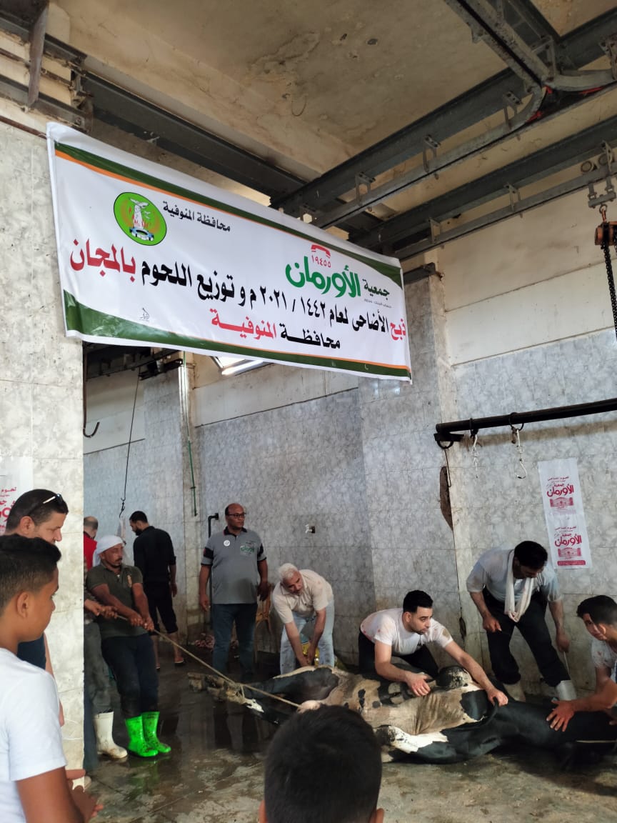 "أورمان المنوفية " تبدأ في ذبح 30 عجل بلدي وتوزيعها علي الأٌسر الأكثر إحتياجاً خلال أيام عيد الأضحي المبارك ... صور