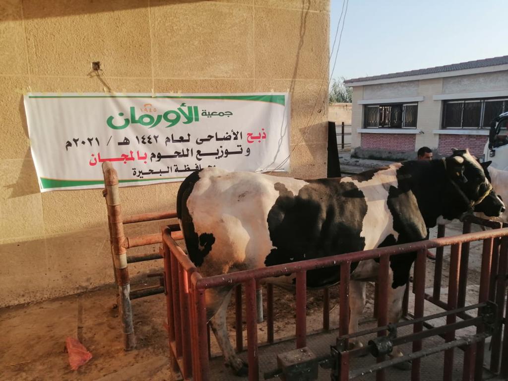 أورمان البحيرة تبدأ فى ذبح ٣٠ عجل وتوزيعها على مستحقيها