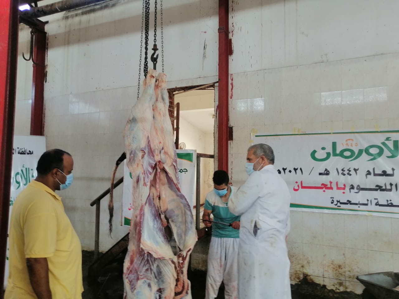 ذبح ٨ عجول وتوزيعها على مستحقيها بالبحيرة