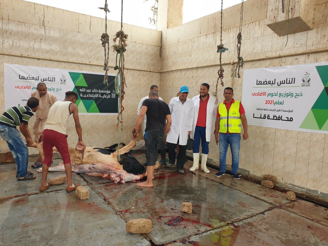 مجازر قنا تستقبل الأضاحي لذبحها بالمجان