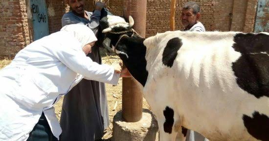 إستخراج ٩٣١٥ بطاقة تسجيل حيوان و١٠١٠٥ بطاقة بدل فاقد والتأمين على ٦٤٣٤ رأس ماشية بالبحيرة خلال اغسطس الماضي