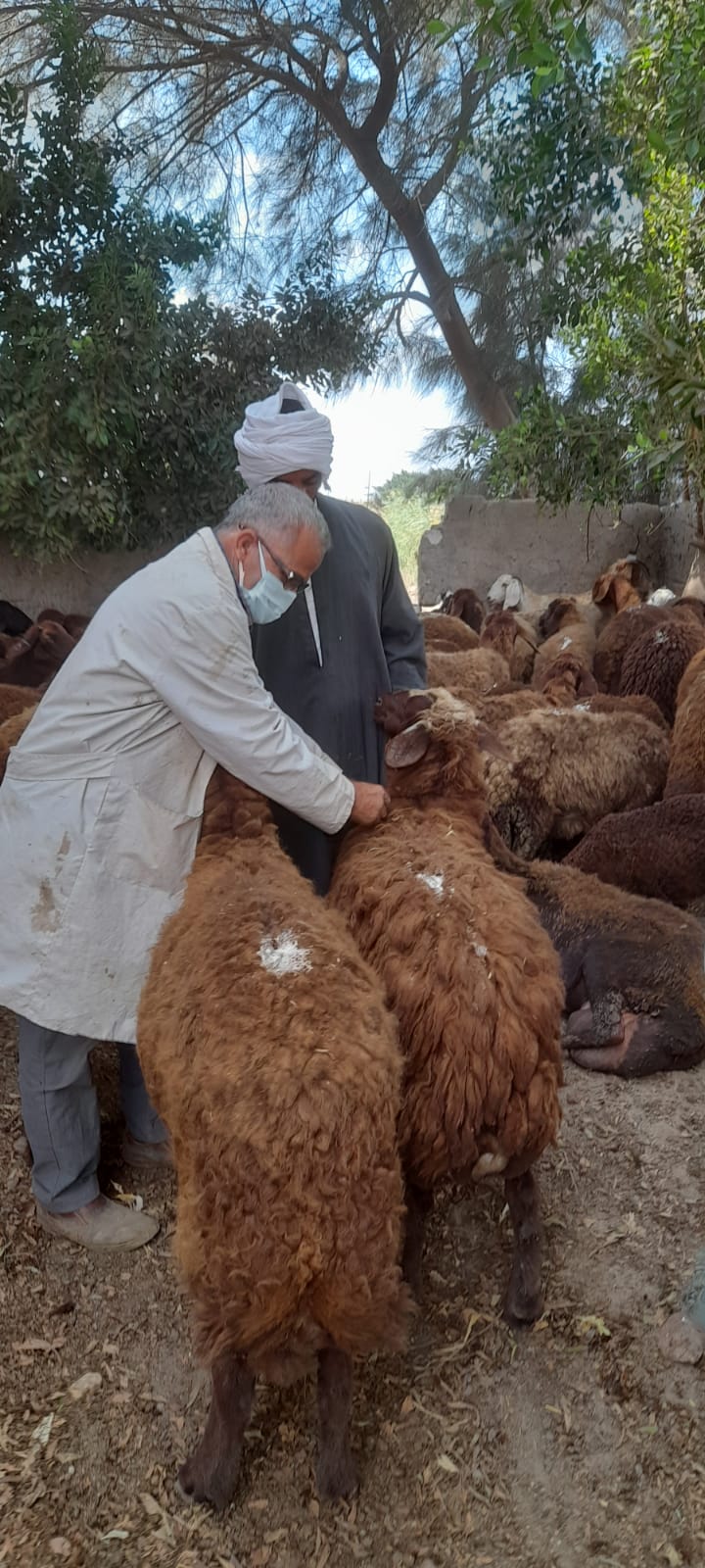 الحملة القومية للتحصين ضد طاعون المجترات الصغيرة تحصن ٢٦٦٨٣ رأس من الأغنام والماعز بالغربية