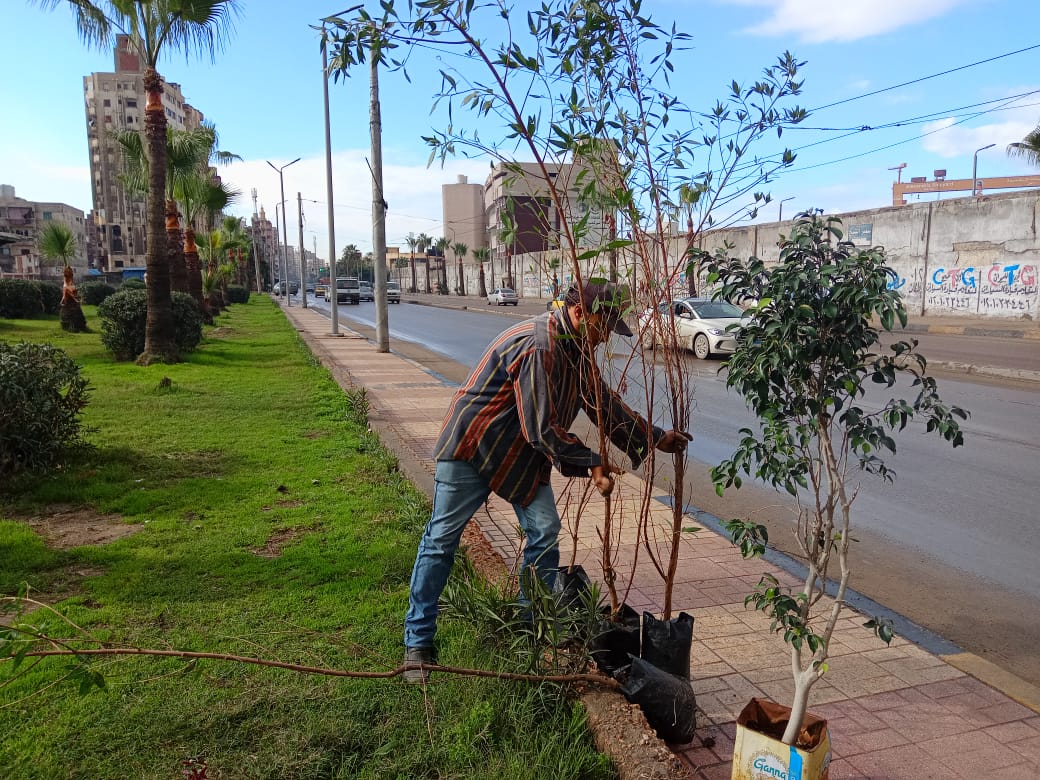 محافظ الإسكندرية : زراعة ١١٨٤ شجرة خلال الأسبوع  ال ٢٢ بنطاق أحياء الإسكندرية