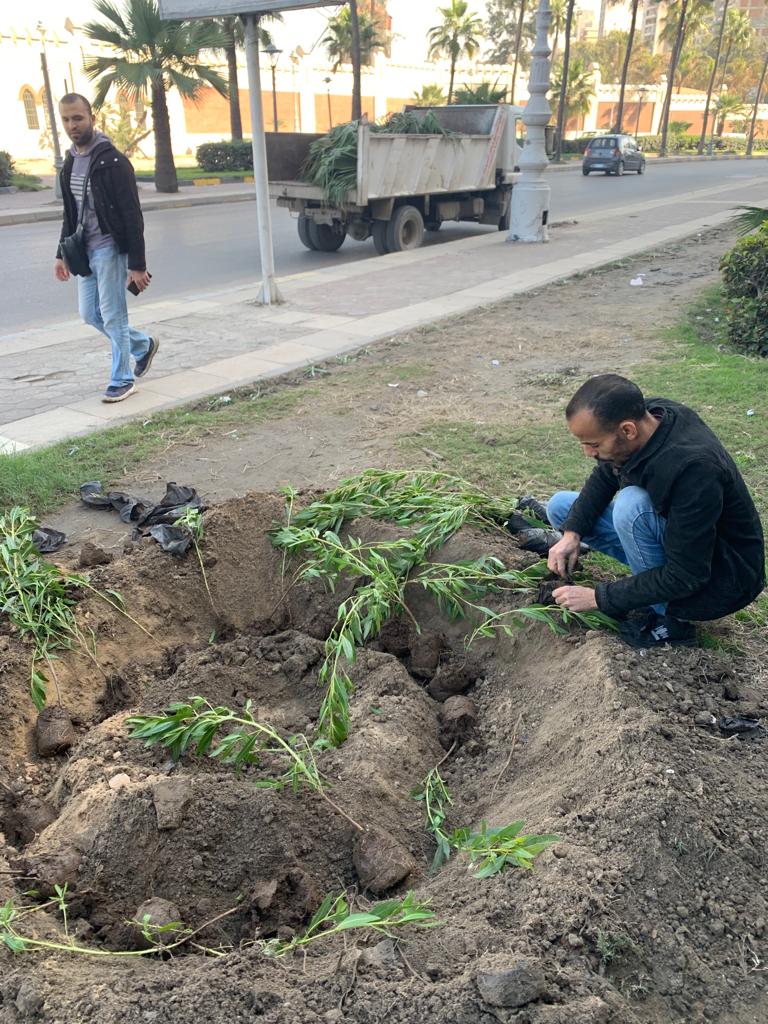  محافظ الإسكندرية : زراعة ١١٨٤ شجرة خلال الأسبوع  ال ٢٢ بنطاق أحياء الإسكندرية
