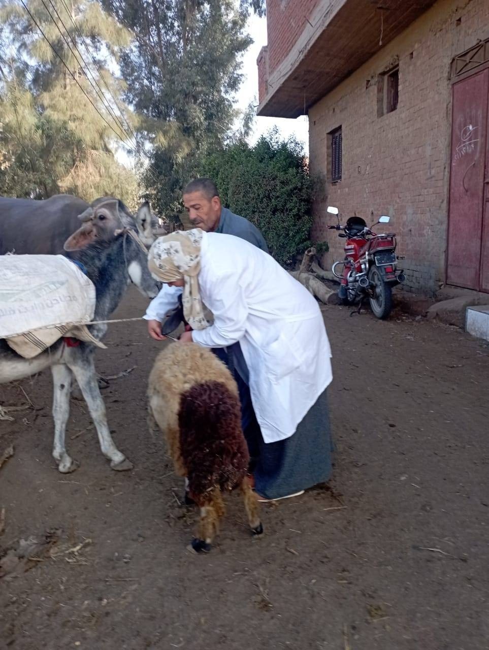 بيطري المنوفية :  تحصين ما يزيد عن (154) ألف  رأس ماشية ضد مرض الجلد العقدي وجدري الأغنام