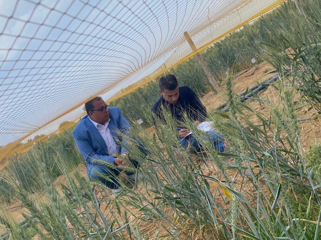 بحوث الصحراء وأكساد يتابعان زراعات أصناف القمح تحت ظروف الاجهادات البيئيه براس سدر بجنوب سيناء