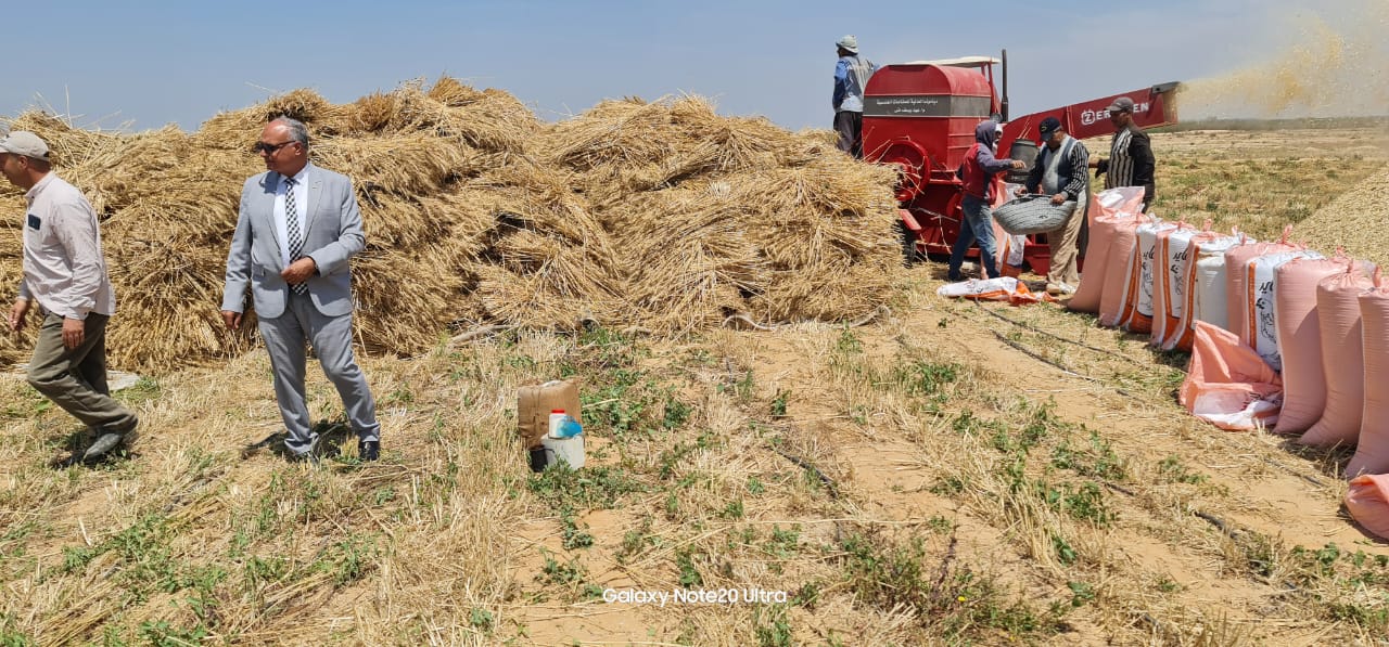 "جعفر" يتفقد حصاد محصول القمح بمزرعة جامعة مدينة السادات