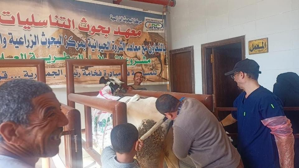 الزراعة : معهد التناسليات الحيوانية ينظم قافلة بيطرية مجانية في محافظة أسيوط لعلاج مواشي صغار المربين وللتلقيح الاصطناعي