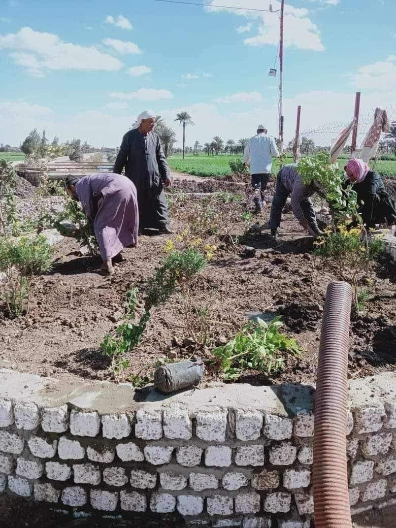  وزارة التنمية المحلية تتابع جهود محافظة المنيا في زراعة الأشجار وتنفيذ المبادرة الرئاسية لزراعة  100 مليون شجرة